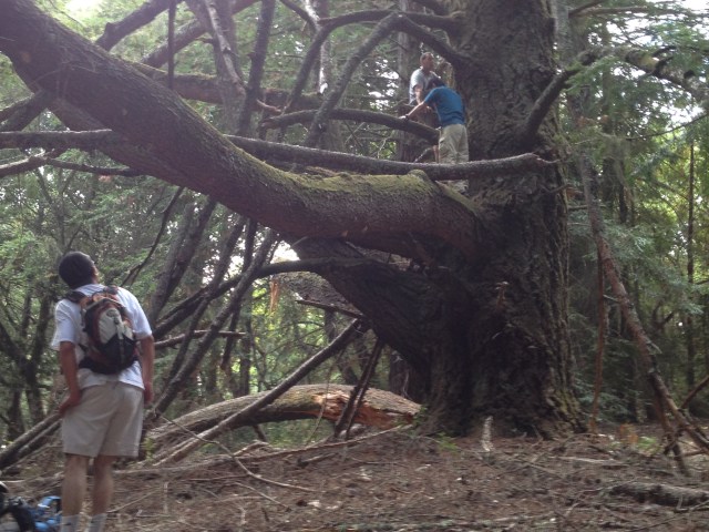 The easier of the 2 tree climbs!