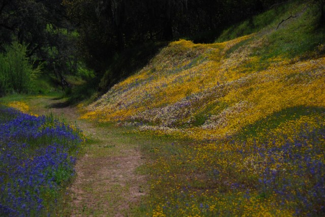 Tule Pond area, Spring 2010 Courtesy of Sam Drake